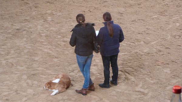 Reiterpruefung_04_2016(2)kl